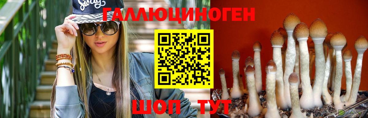 Галлюциногенные грибы Psilocybine cubensis Боровичи